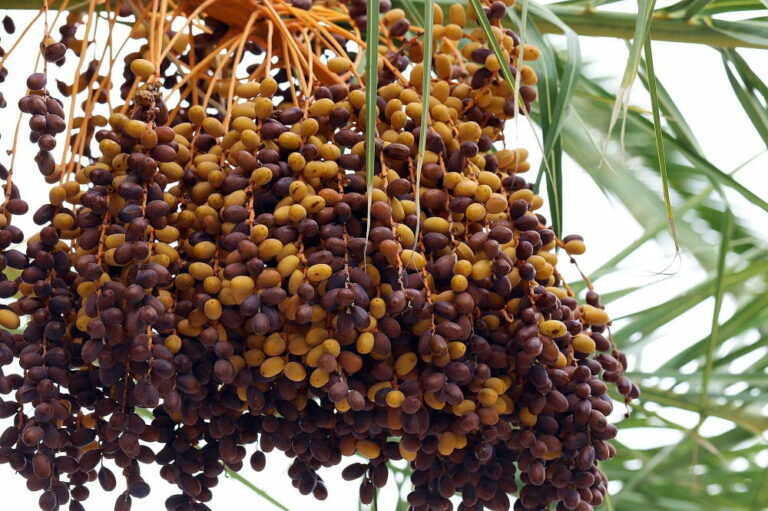 supplier kurma malaysia